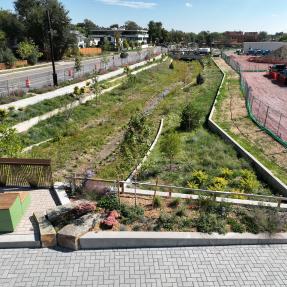 Wildflower-filled flood channel leading to a concrete culvert under the street, with a sidewalk and young trees to the right and a green park beyond.
