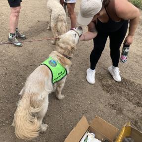 A white dog in a green volunteer vest looking up a person petting them.