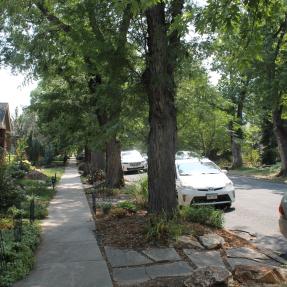 Street with parked cars, flanked by trees, and sidewalk directly in front disappearing into the distance