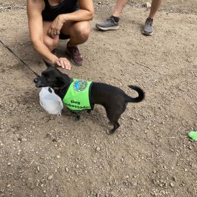 A small black dog in a green volunteer vest with a bag of trash attached to it's collar.